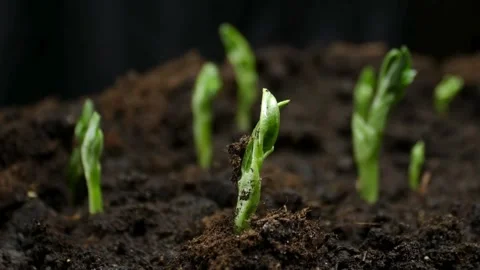 Time-lapse of Pea Sprouts Germinating Stock Footage 277860588