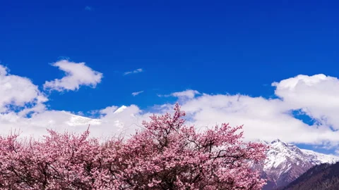 Time Lapse Peach Blossoms Beneath Snow Mountains and Drifting Clouds Video stock 341911377