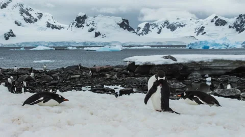 Time Lapse of Penguin Colony Vídeo Stock 57922333
