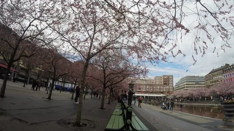 Time lapse of people roaming around the Cherry Blossoms in Stockholm - 13sec Stock Footage 108778926
