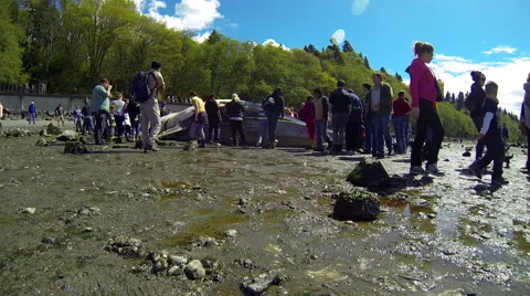 Time lapse of people viewing dead stranded whale Stock Footage 62818912