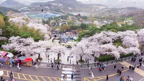 Time lapse People visit  Cherry Blossom festival at E-World 83 Tower. Stock Footage 102733148