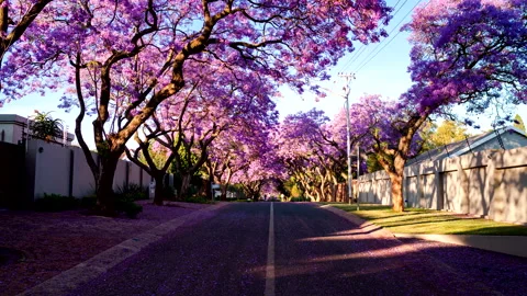 Time lapse of people walking through a street lined with jacaranda trees Stock Footage 163204396
