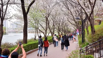 Time lapse People watching cherry blossoms in Seokchon lake. Stock Footage 86038592