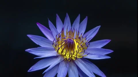 Time-lapse Photography of the Blooming Process of Blue Lotus Flower Stock-Footage 247676498