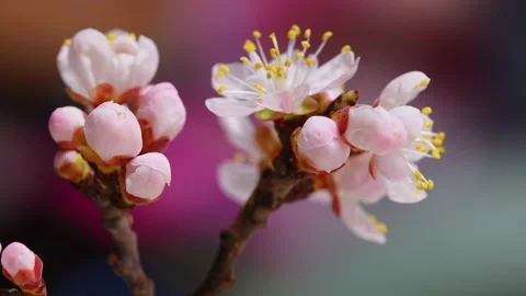 Time - lapse photography of blooming in spring Stock Footage 233669541