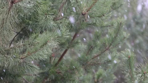 Time-lapse photography of falling snow against Stock Footage 142188593