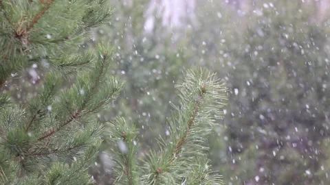 Time-lapse photography of falling snow against Stock Footage 142188748