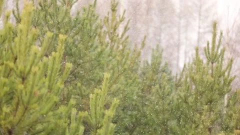 Time-lapse photography of falling snow against Stock Footage 142188773