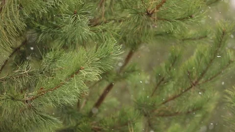 Time-lapse photography of falling snow against Stock Footage 142188797
