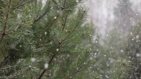 Time-lapse photography of falling snow against Stock Footage 142188905