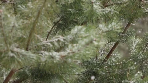 Time-lapse photography of falling snow against Stock Footage 142188914