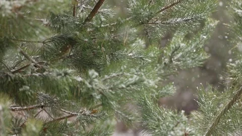 Time-lapse photography of falling snow against Stock Footage 142189031