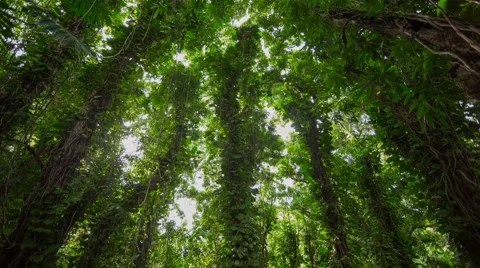 Time-lapse Photography inside jungle Stock-Footage 44188176