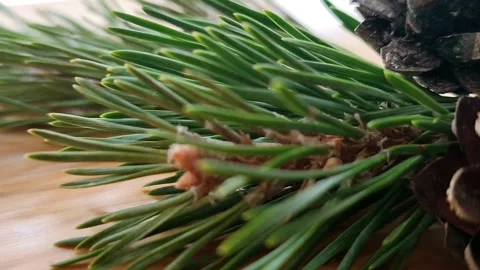 Time-lapse photography of pine branches and cones on a light table. New Year 動画素材 158388151