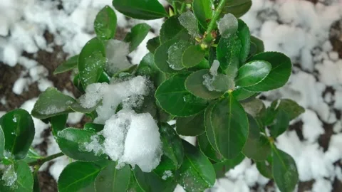 Time lapse photography of snow quickly melting on green plants Vidéo 146522007