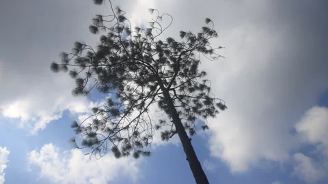 Time lapse of pine and cloud. Stock Footage 260623490