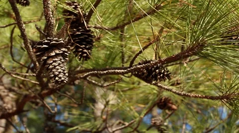 Time Lapse of Pine Cones Being Buffeted at 24 fps Video stock 1079186