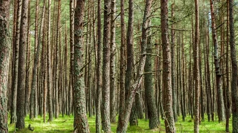 Time lapse pine forest Russia 4k Stock Footage 51803696
