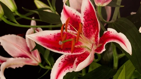 Time lapse of a pink and red Lilly flower bud blooming and opening Stock Footage 77741451