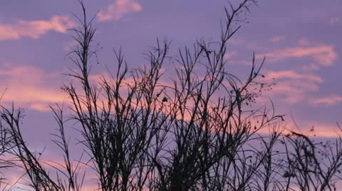 Time-lapse of pink clouds dissipating Video stock 11140520