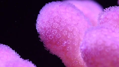 Time lapse of pink coral bleaching Video stock 167007707