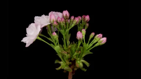 Time-lapse of a pink flowers cherry blossom. Spring flower Sakura blooming on Stock Footage 192987185