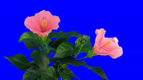 Time-lapse of pink hibiscus flower opening 2ck blue chroma key Stock Footage