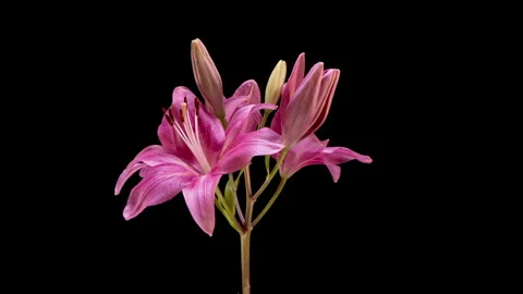 Time lapse of pink lilies gradually opening while the flower rotates against... Stock Footage 344744379