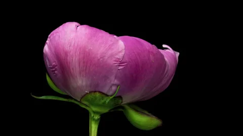 Time Lapse of a Pink Peony Blooming on a Black Background, Time Lapse of a Stock Footage 284777844
