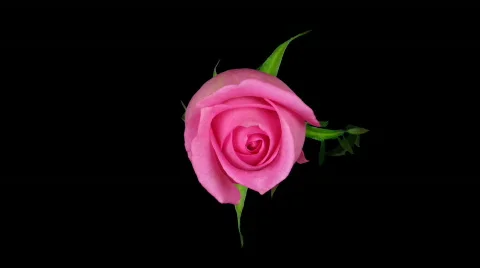 Time-lapse of pink rose opening ALPHA matte 1 Stock Footage 324721