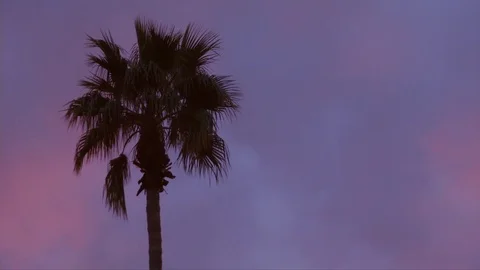 Time lapse of pink sunset falling over palm tree Stock Footage 72903899