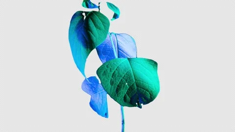 Time-Lapse of Plant With Alpha Channel Stock Footage 147654946