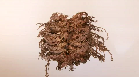 Time Lapse of a Plant (False Rose Of Jericho) Stock Footage 449535
