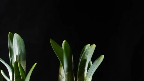 Time-lapse of a plant growing in spring. Stock Footage 149123191