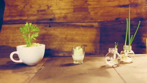Time lapse of plants growing in the cup on table Stock Footage 76101157
