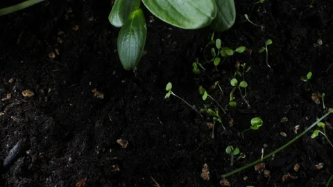Time-lapse of plants growing in spring from seed. Stock Footage 159622477