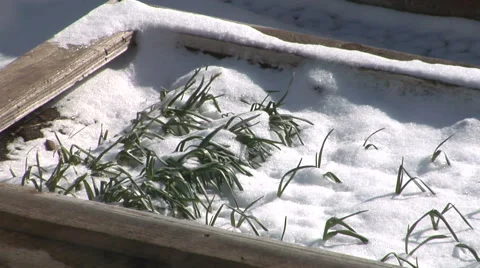 Time Lapse  Plants Rebounding from Spring Snowstorm Stock Footage 54726762