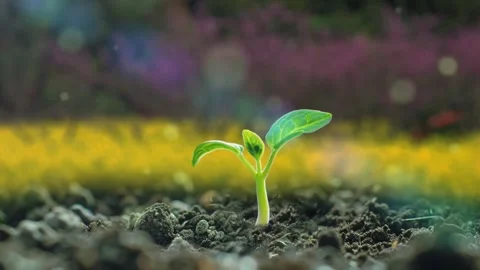 Time-lapse of plants sprouting and growing in spring meadow Stock Footage 273860380