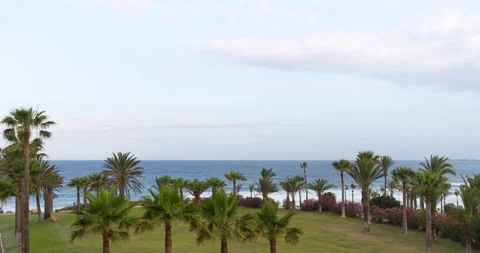 Time lapse. Play of sunlight and shadow from passing clouds in a palm garden 스톡 동영상 310208869