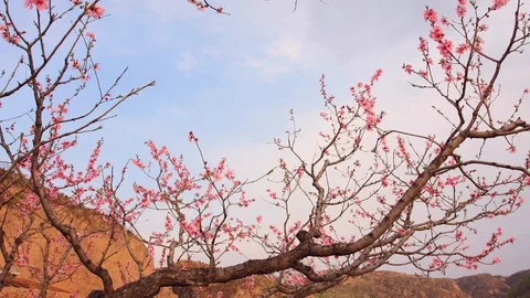 Time lapse of plum flower trees in spring Stock Footage 103087052