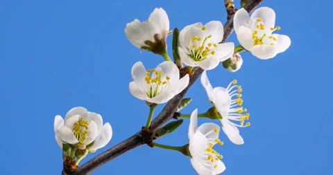 Time Lapse of Plum Tree Flowers Blooming in Spring Towards Blue Sky Background Stock Footage 309458914