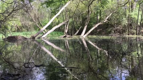 Time lapse of pond with downed trees and beaver damage Stock Footage 240129700