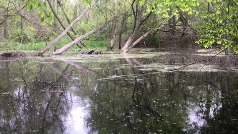 Time Lapse of a Pond Stock Footage 240129652
