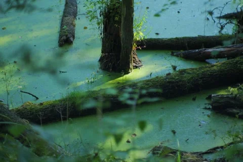 Time lapse at the ponds and in the forest with morning fog. Stock Footage 344155339
