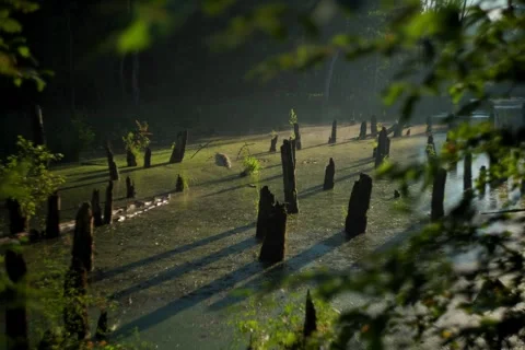 Time lapse at the ponds and in the forest with morning fog. Stock Footage 344163230