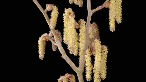 Time Lapse of Poplar Tree Blossoms Stock Footage 237100553