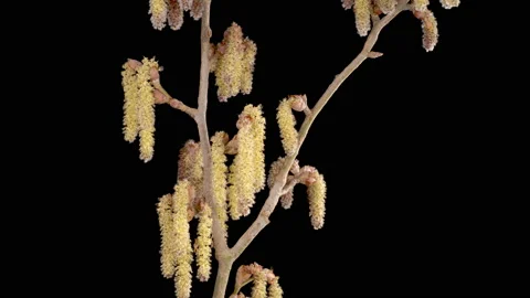 Time Lapse of Poplar Tree Blossoms Stock Footage 237943050