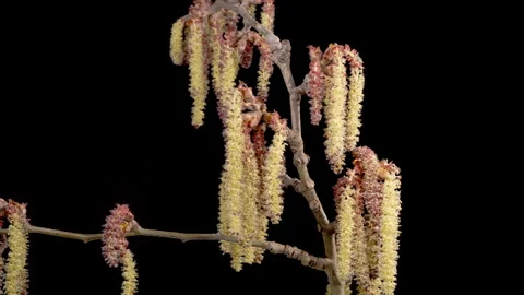 Time Lapse of Poplar Tree Blossoms Stock Footage 240245560
