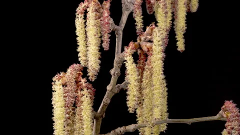 Time Lapse of Poplar Tree Blossoms Stock Footage 241426482